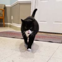 Adams Morgan Animal Hospital ico