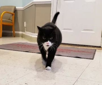 Adams Morgan Animal Hospital