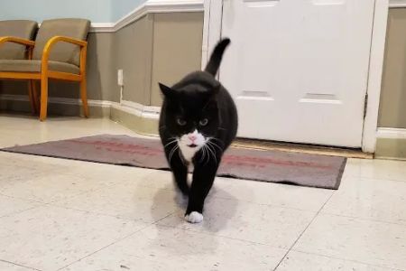 Adams Morgan Animal Hospital