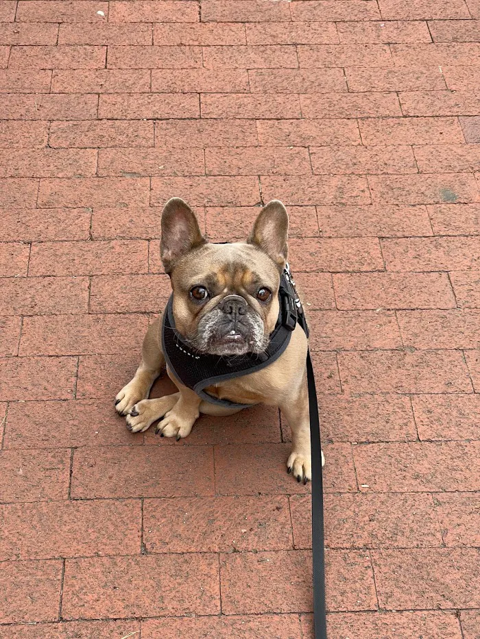 Adams Morgan Animal Hospital 12