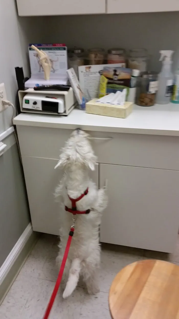 Adams Morgan Animal Hospital 12