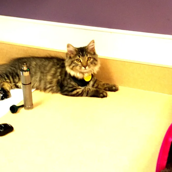 VCA MacArthur Animal Hospital 12