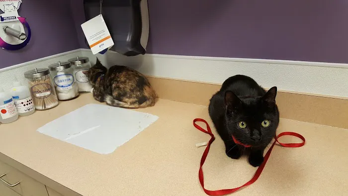 VCA MacArthur Animal Hospital 12