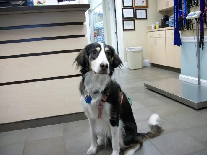 VCA MacArthur Animal Hospital 12