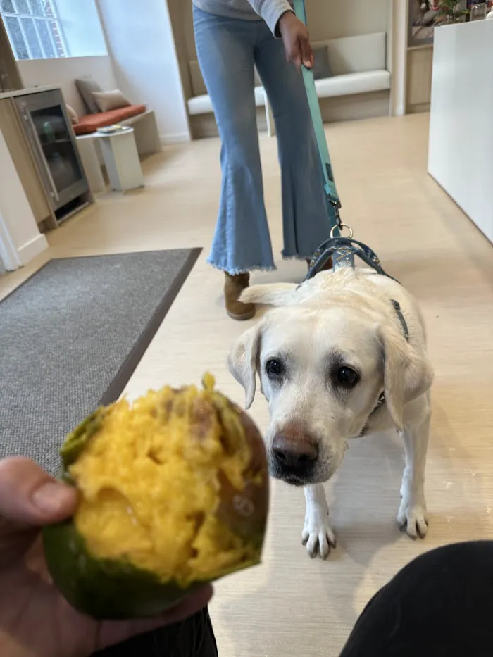 Small Door Veterinary - Spring Valley 12