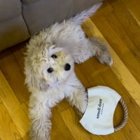 Small Door Veterinary - 14th Street ico