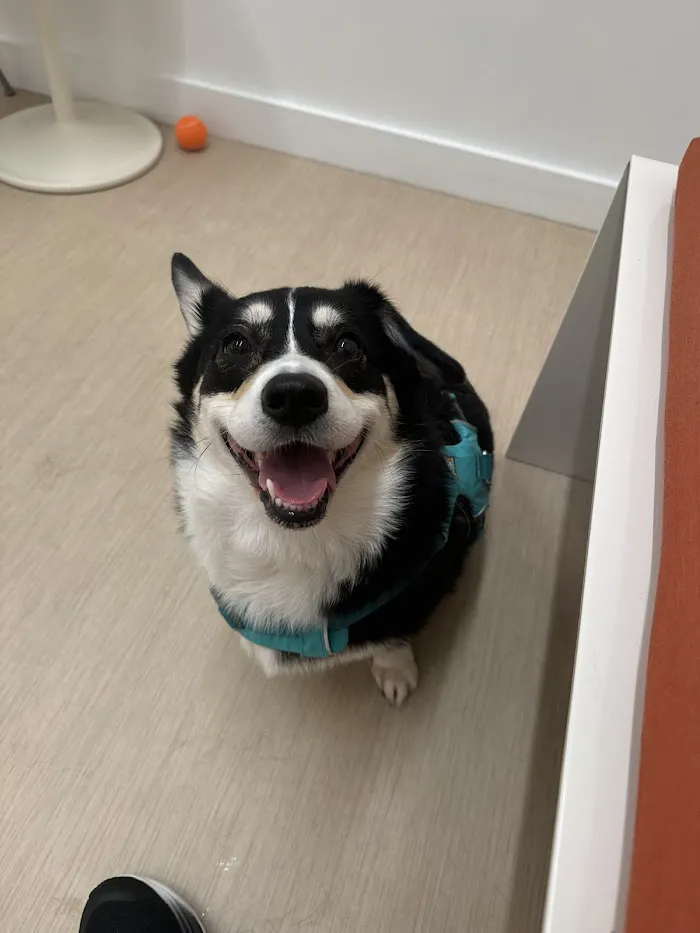 Small Door Veterinary - 14th Street 7