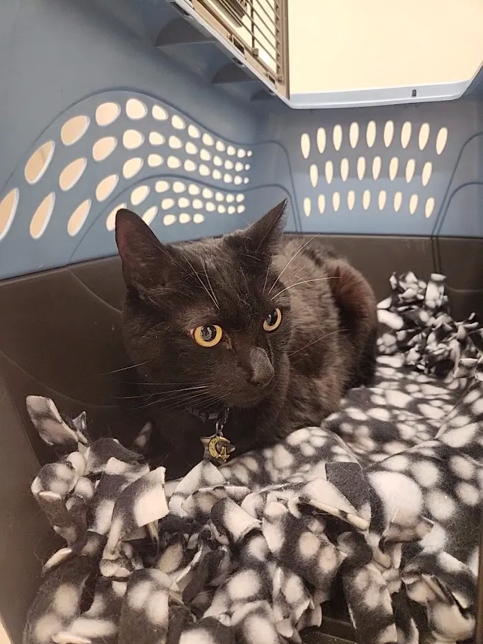 Small Door Veterinary - 14th Street 10