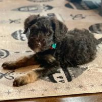 Cherrydale Veterinary Clinic ico