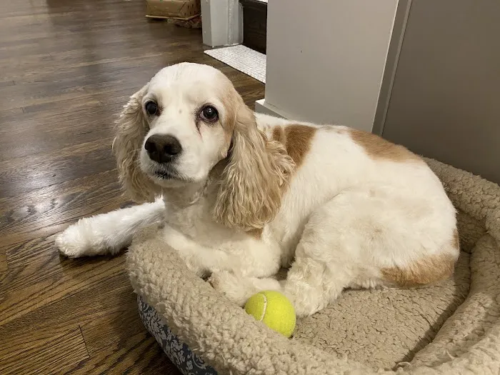 Columbia Pike Animal Hospital & Emergency Center 12