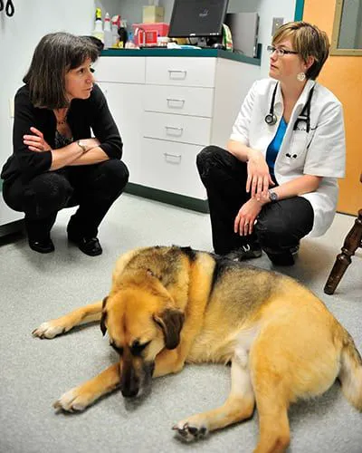 Columbia Pike Animal Hospital & Emergency Center 12
