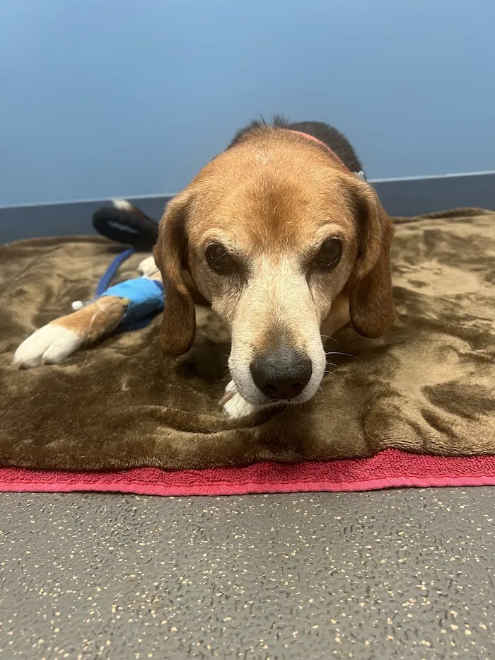Columbia Pike Animal Hospital & Emergency Center 12