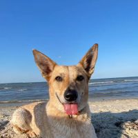 District Veterinary Hospital Eastern Market ico