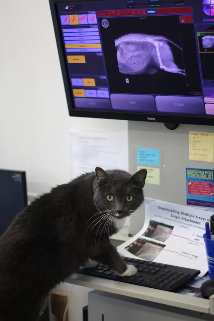 Palisades Veterinary Clinic 12