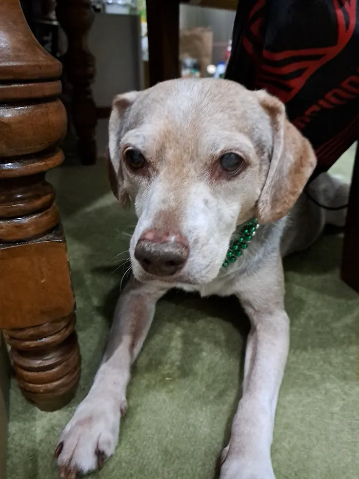 Palisades Veterinary Clinic 12