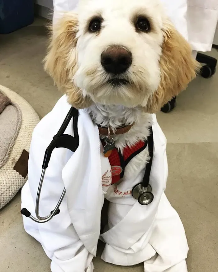 Palisades Veterinary Clinic 12