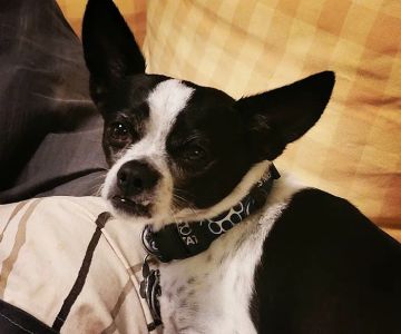 Northside Veterinary Clinic