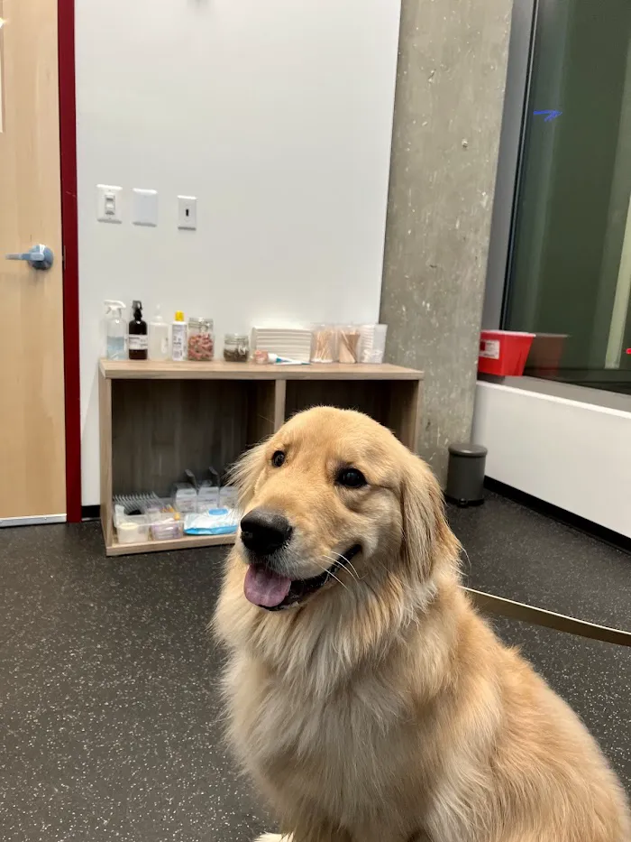 District Veterinary Hospital - Navy Yard 9