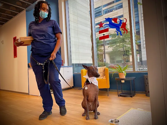 District Veterinary Hospital - Navy Yard 6