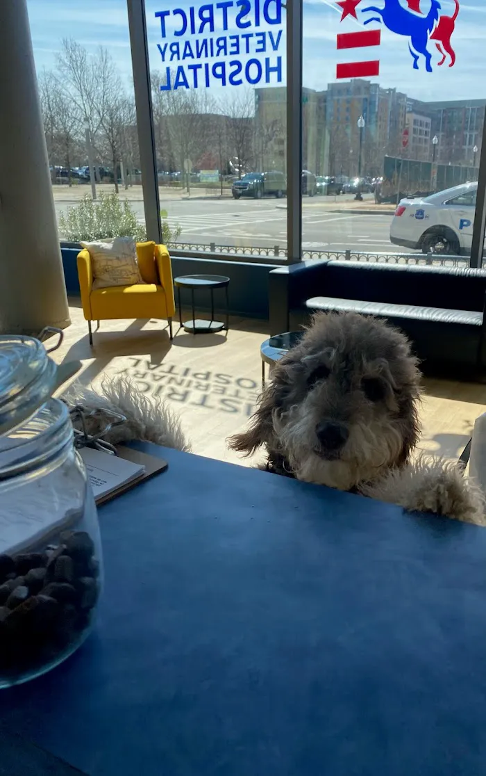 District Veterinary Hospital - Navy Yard 1