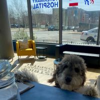 District Veterinary Hospital - Navy Yard ico