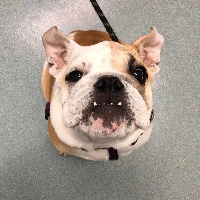 Dupont Veterinary Clinic 12