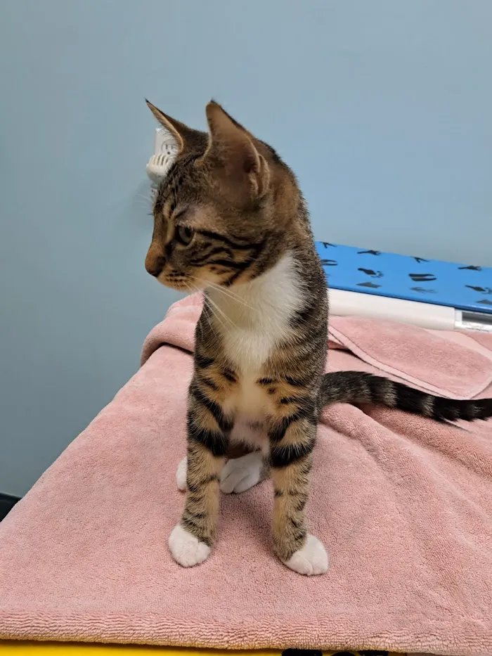 Dupont Veterinary Clinic 12
