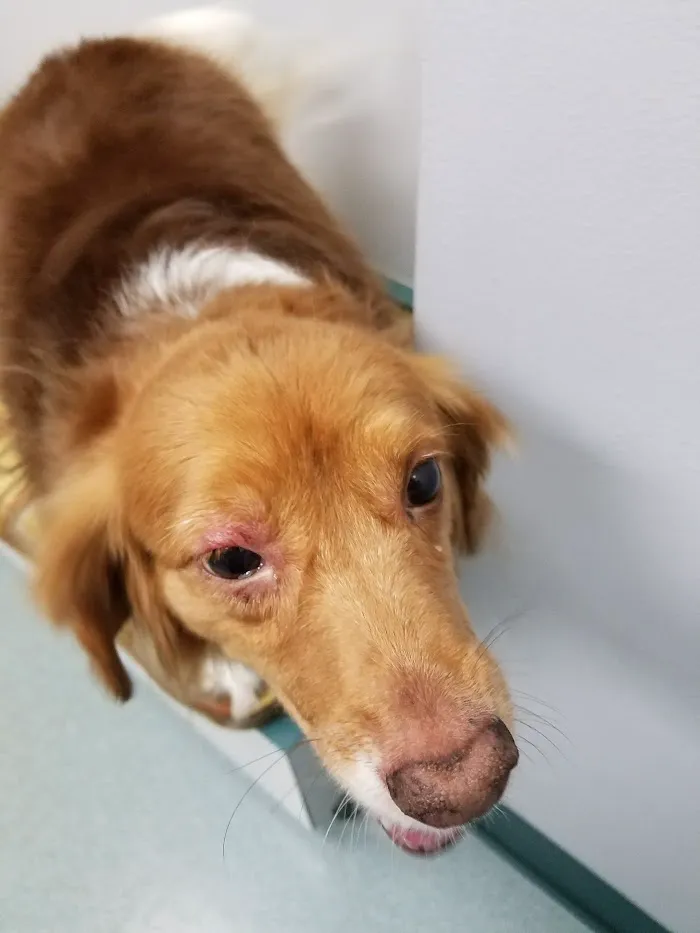 Dupont Veterinary Clinic 12