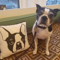 Dupont Veterinary Clinic ico
