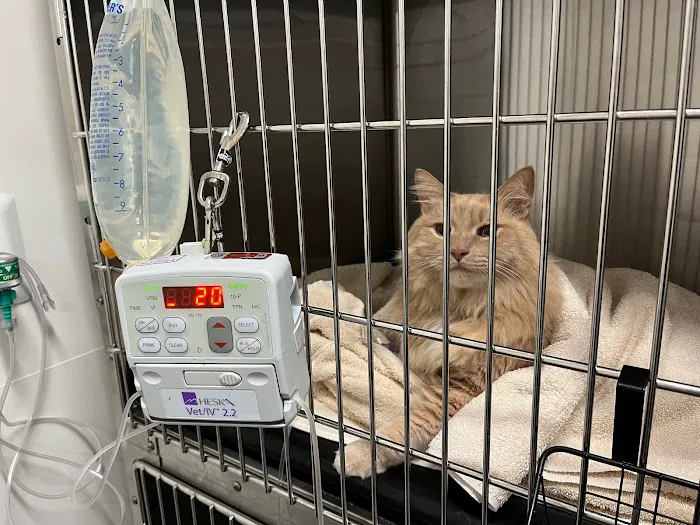 Veterinary Emergency Group 4