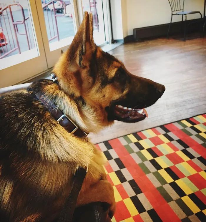 District Veterinary Hospital Brookland 12
