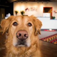 District Veterinary Hospital Brookland ico