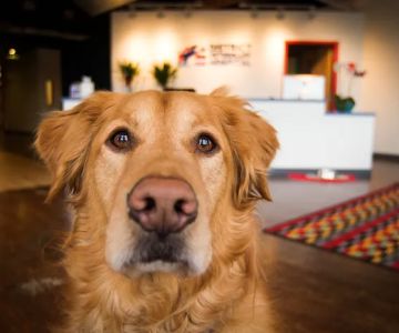 District Veterinary Hospital Brookland