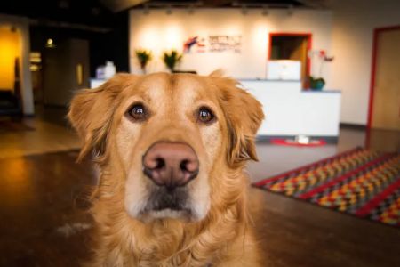 District Veterinary Hospital Brookland