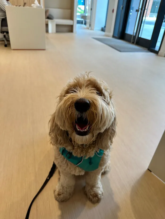Small Door Veterinary - Navy Yard 2