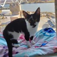 Small Door Veterinary - Navy Yard ico