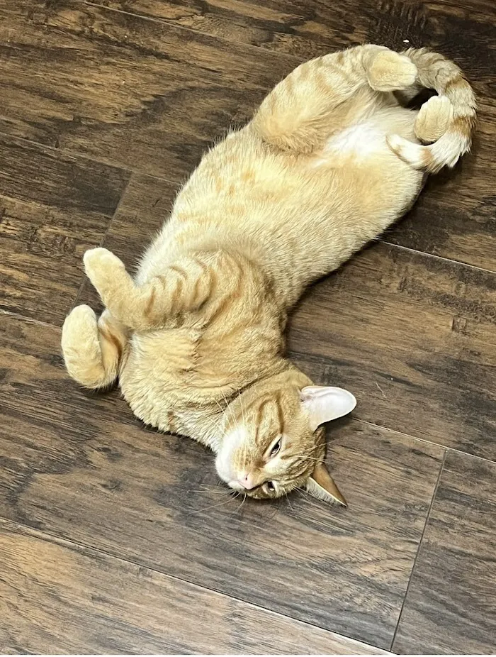 Small Door Veterinary - Navy Yard 10