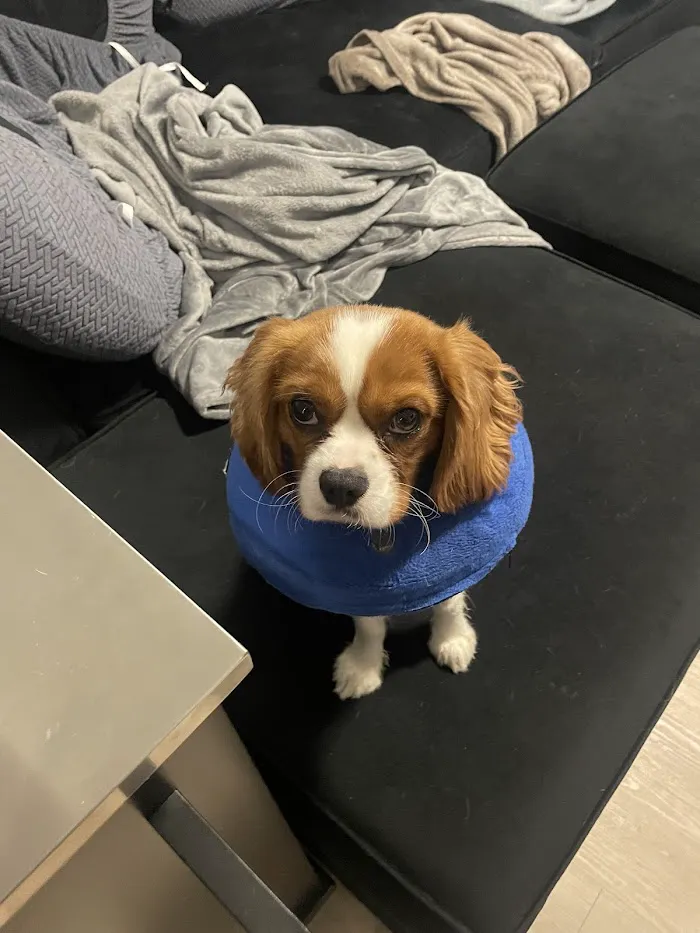 Small Door Veterinary - Navy Yard 9
