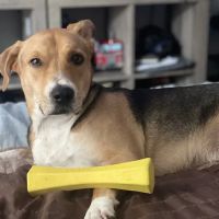 Fort Myer Veterinary Treatment Facility ico