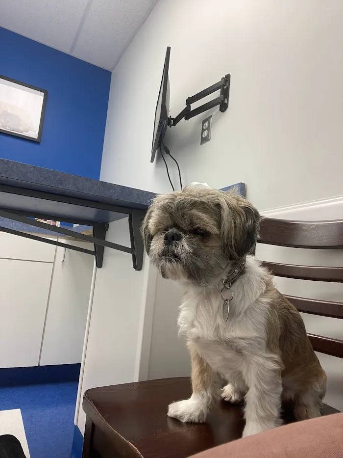 Caring Hands Animal Hospital - Clarendon 12