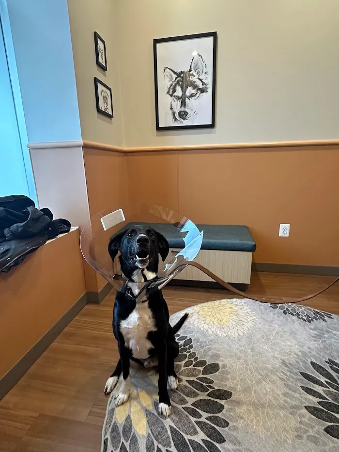 Caring Hands Animal Hospital - Clarendon 12