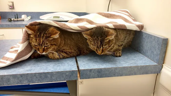 Caring Hands Animal Hospital - Clarendon 12
