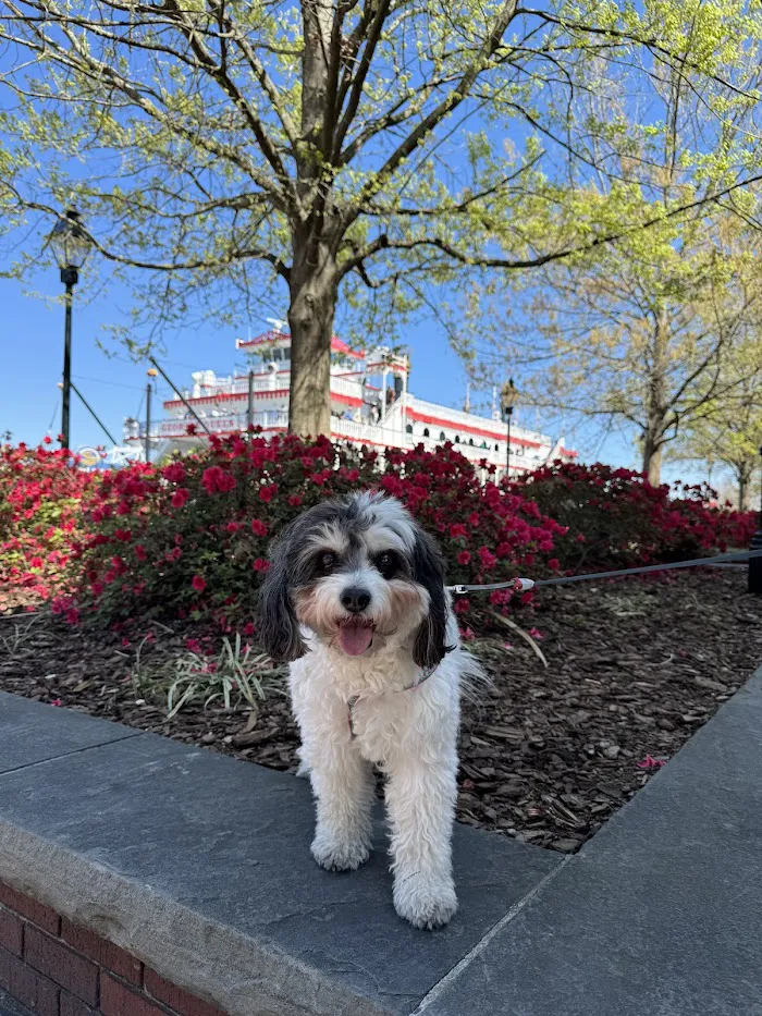 Clarendon Animal Care 12