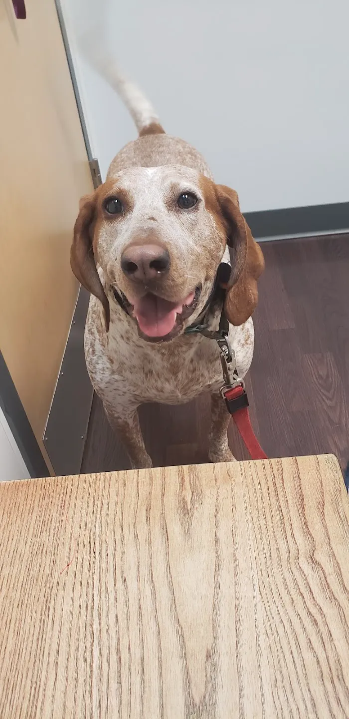 Clarendon Animal Care 12