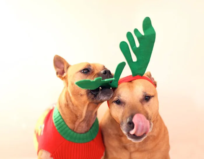 Clarendon Animal Care 12