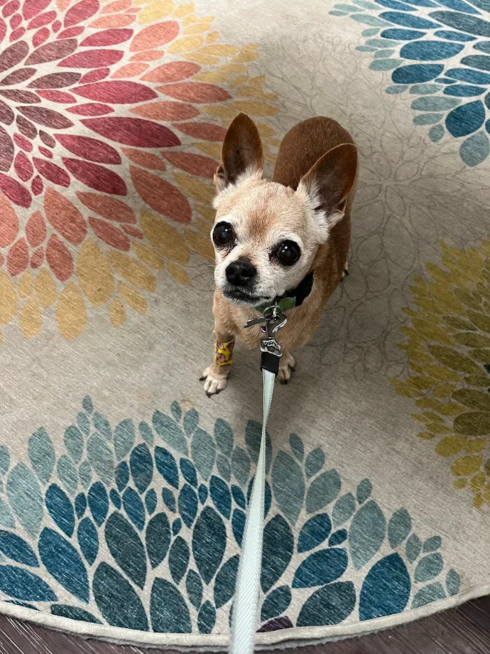 Clarendon Animal Care 12