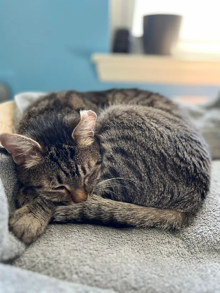 Urgent Animal Care of Arlington 12