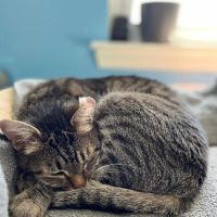 Urgent Animal Care of Arlington ico