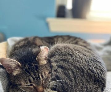 Urgent Animal Care of Arlington