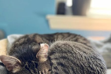 Urgent Animal Care of Arlington